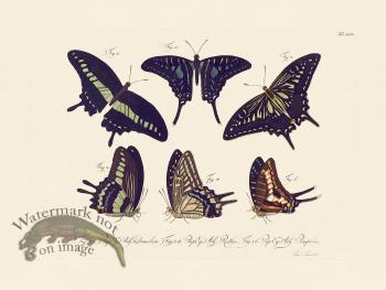 Jablonsky Butterfly 049